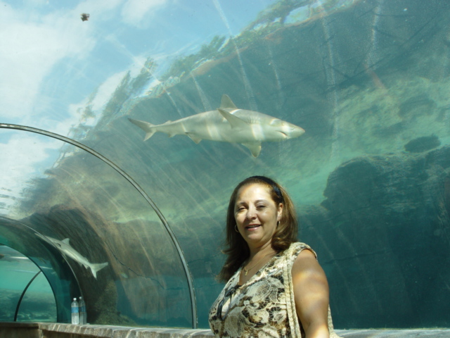 atlantis-bahama-aquarium tunnel.jpg