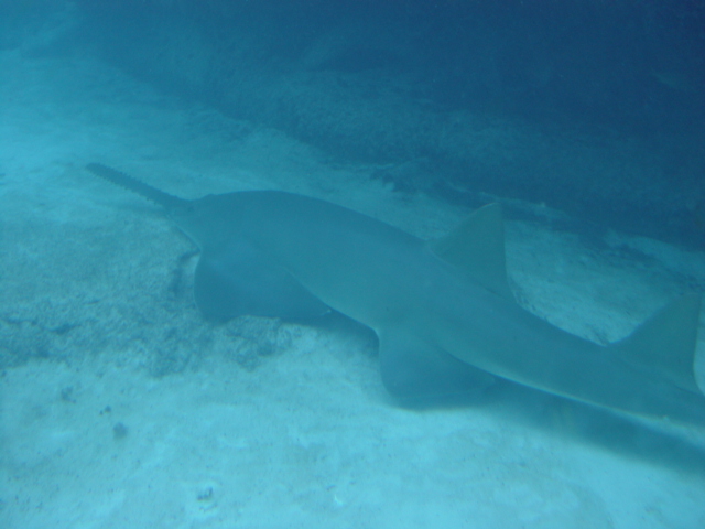 atlantis-bahamas-preditor-lagoon-2.jpg