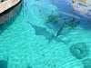 sawtoothshark.jpg